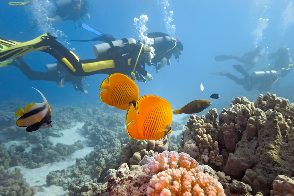 Diving in Fujairah from Dubai
